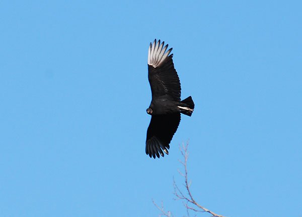 146_Black Vulture